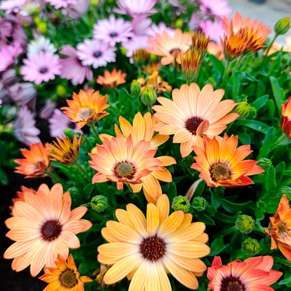 Osteospermum