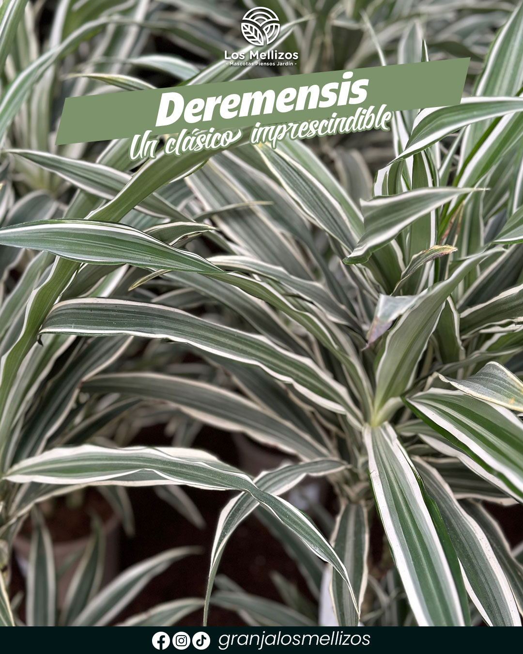 Dracaena deremensis