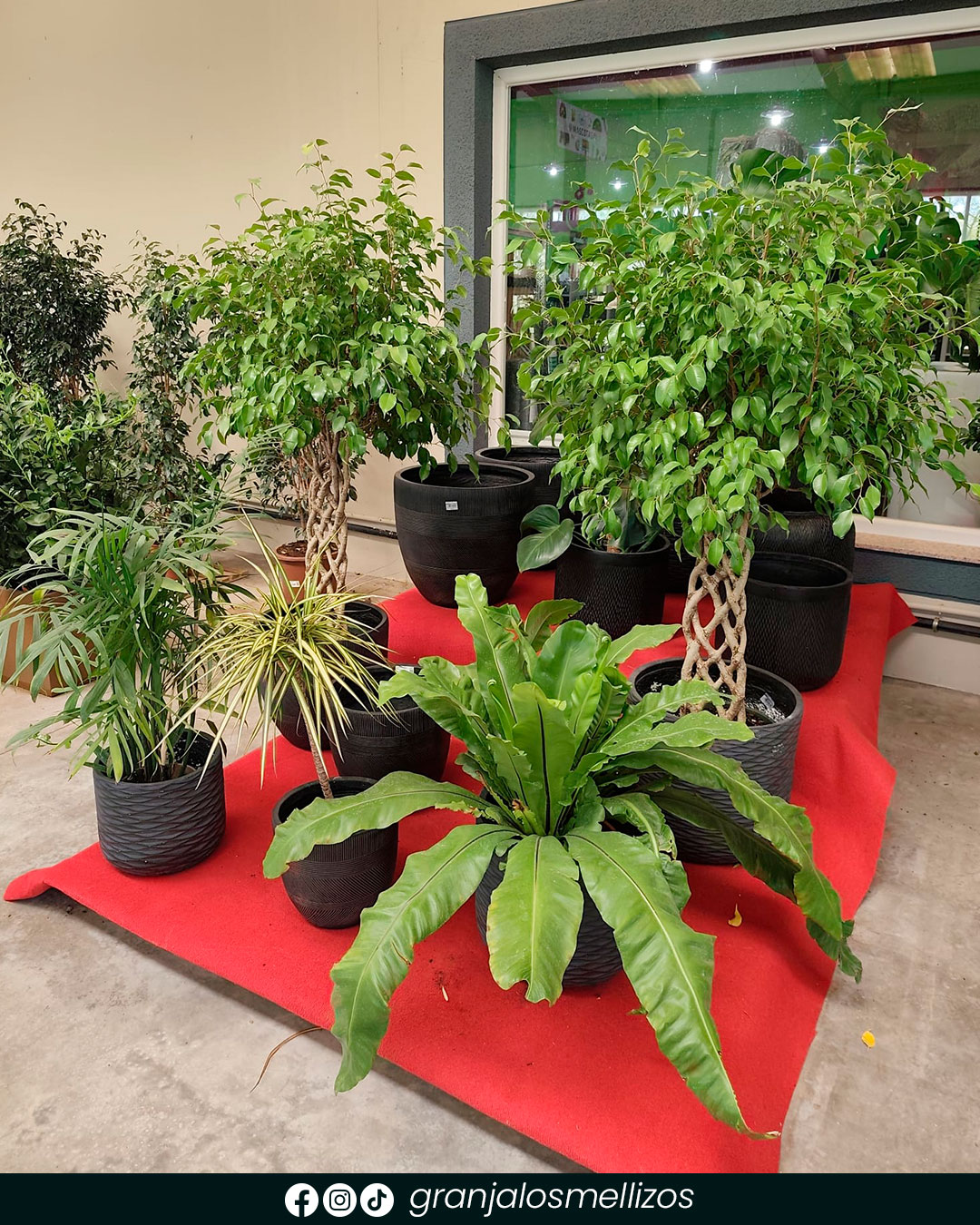 Llena de vida tu hogar