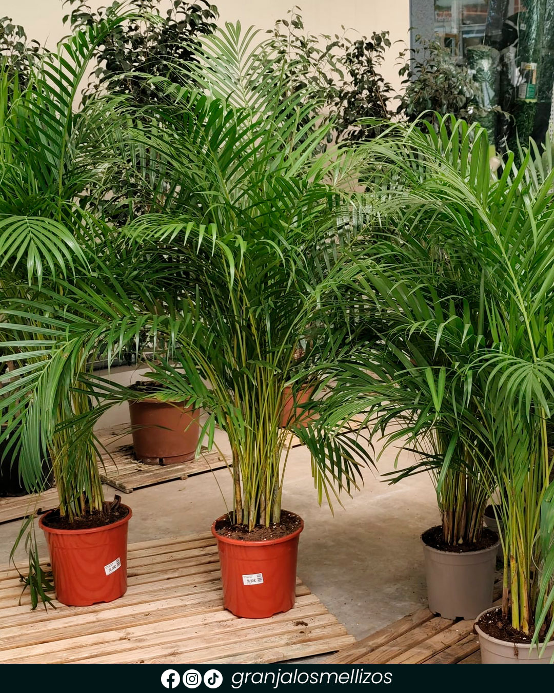 Llena de vida tu hogar