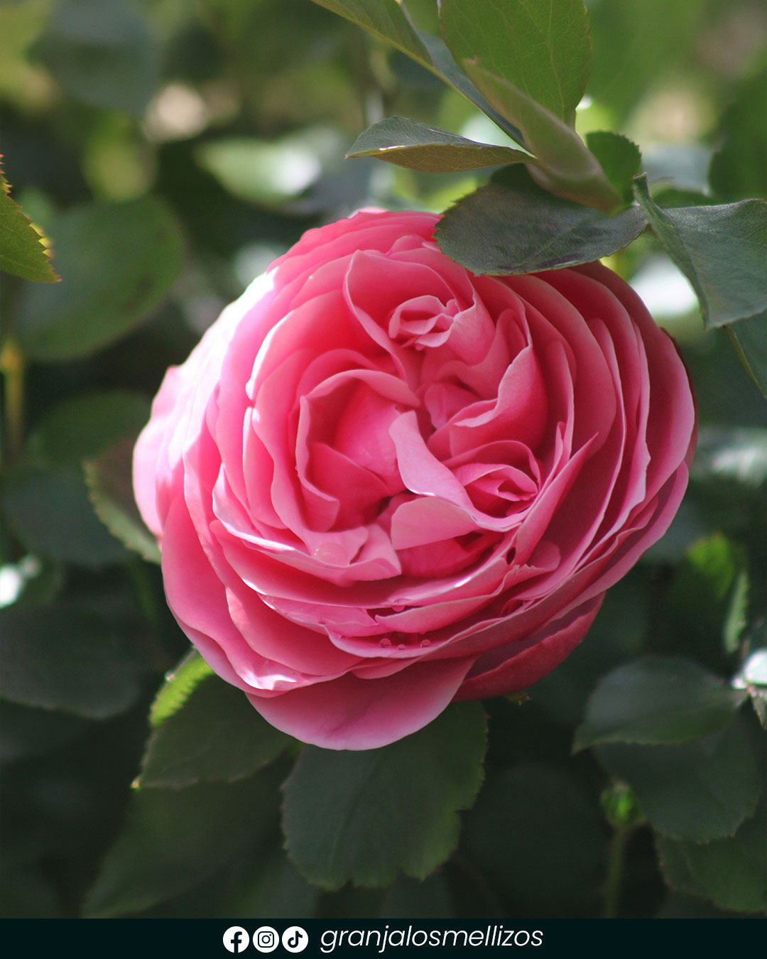 Rosales disponibles en Los Mellizos