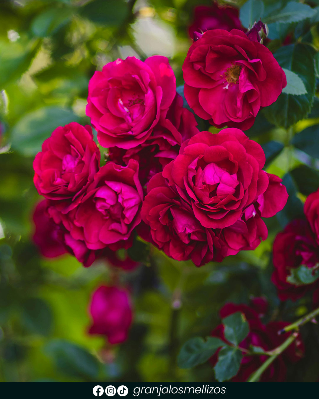 Rosales disponibles en Los Mellizos