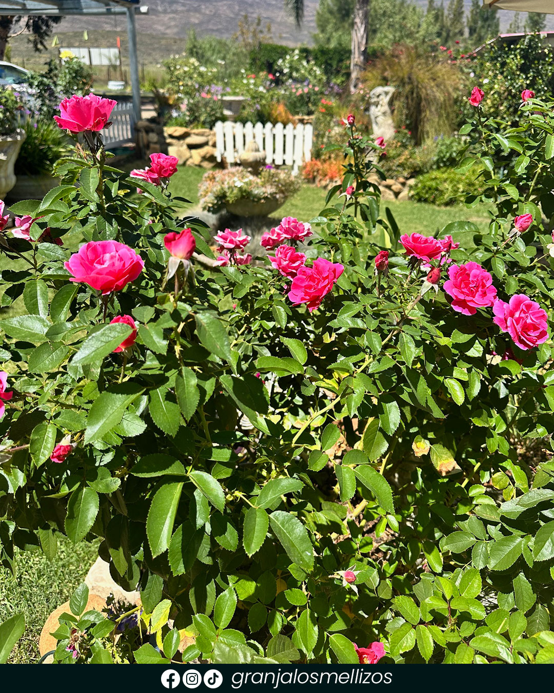 Rosales disponibles en Los Mellizos