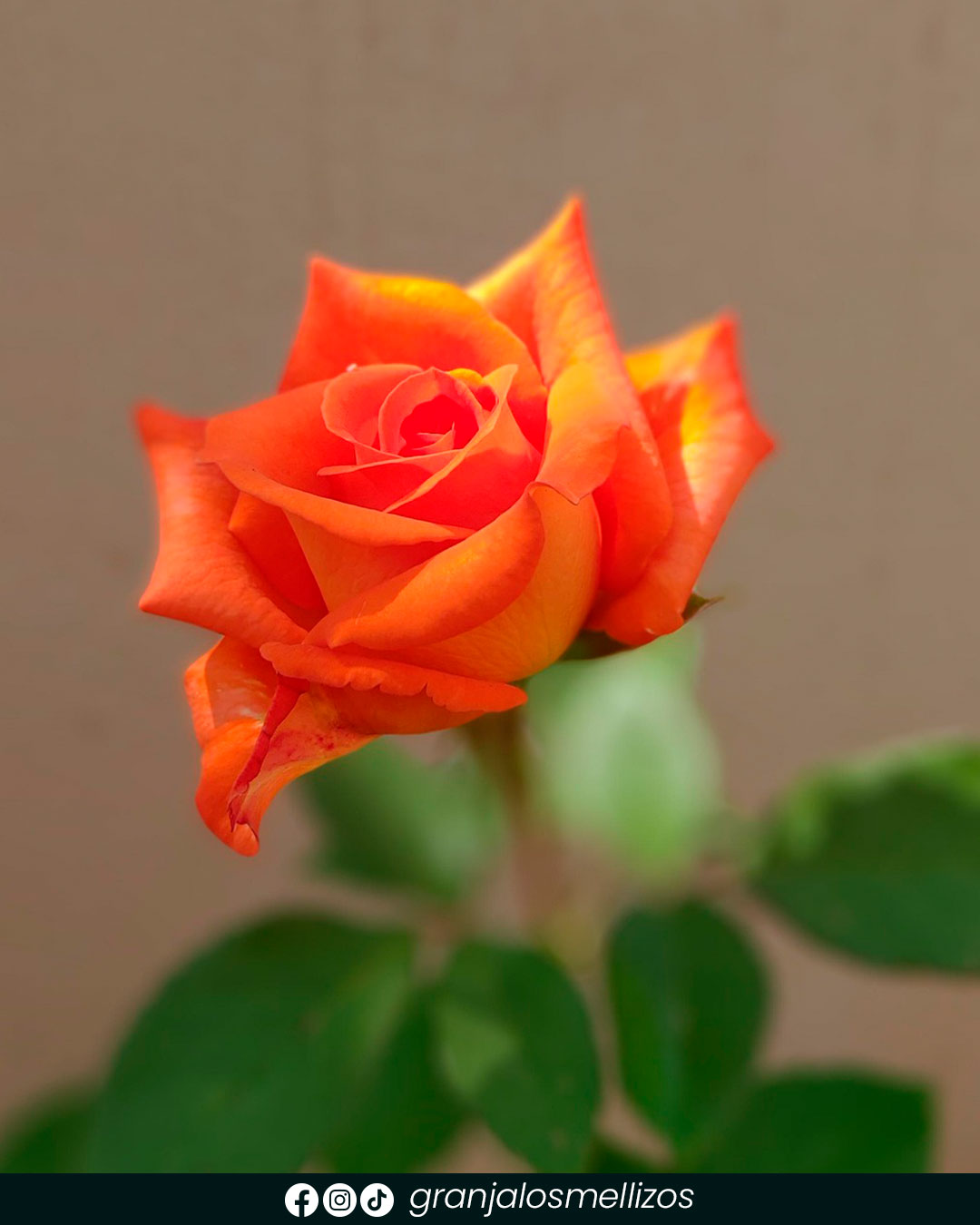 Rosales disponibles en Los Mellizos