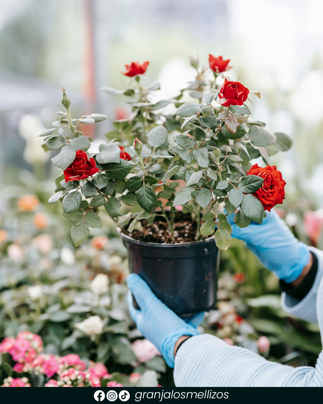 Rosales disponibles en Los Mellizos
