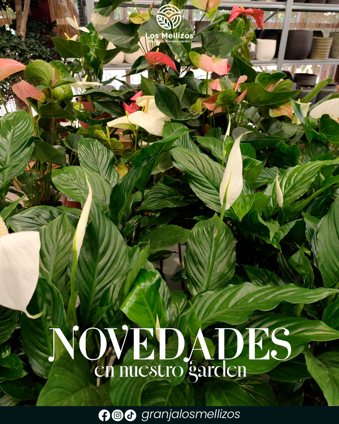 Novedades en plantas de interior y exterior