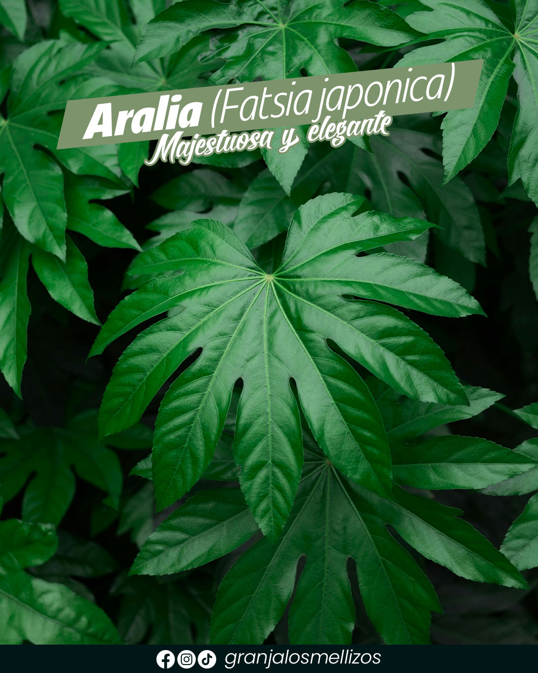 Ariala · majestuosa y elegante