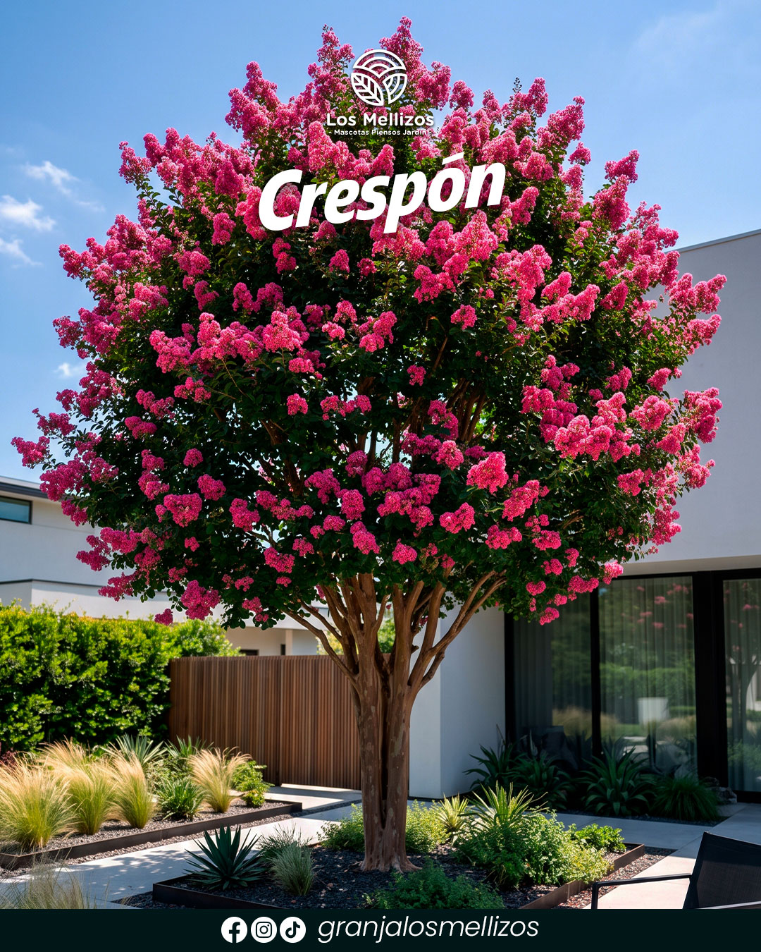 Crespón