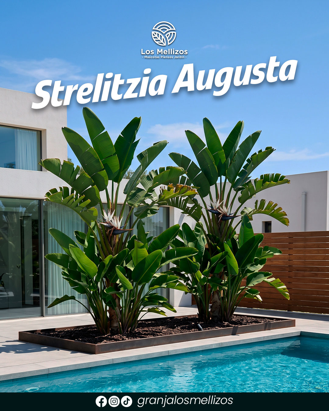Strelitzia Augusta