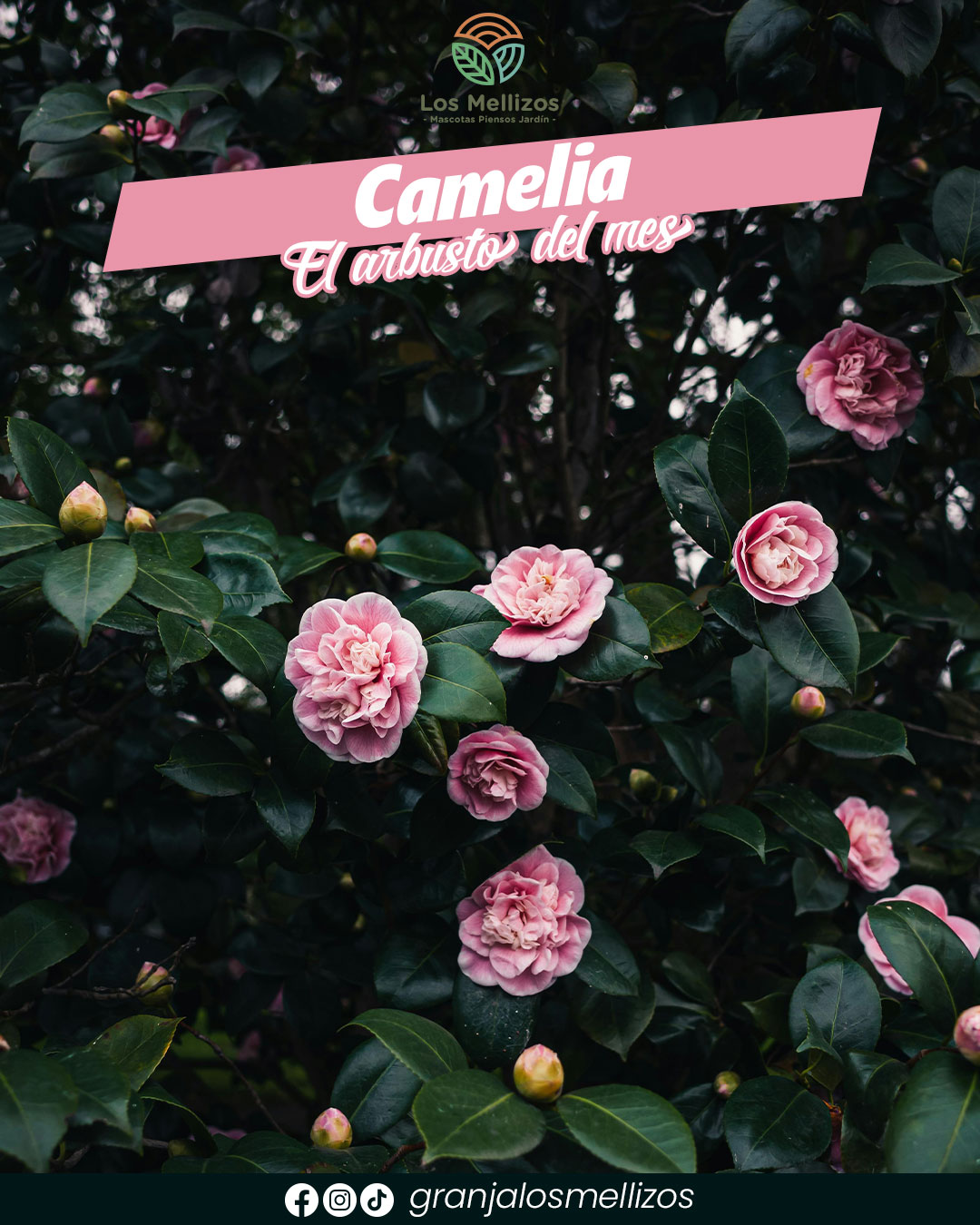 Camelia, el arbusto de moda