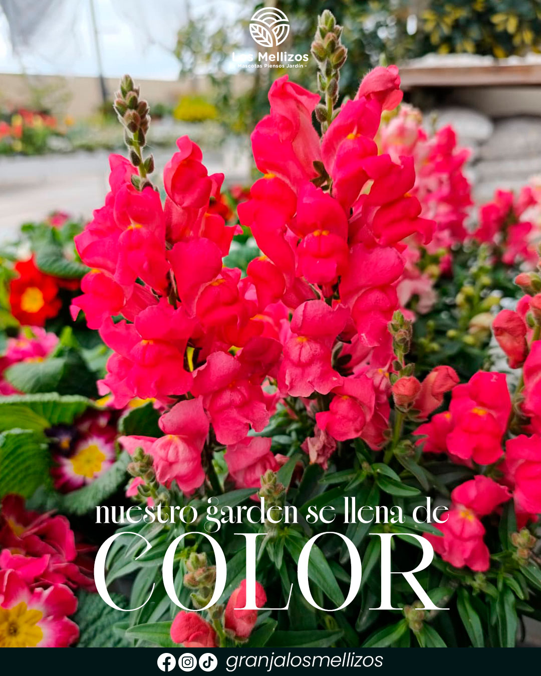 LOS MELLIZOS se llenan de color