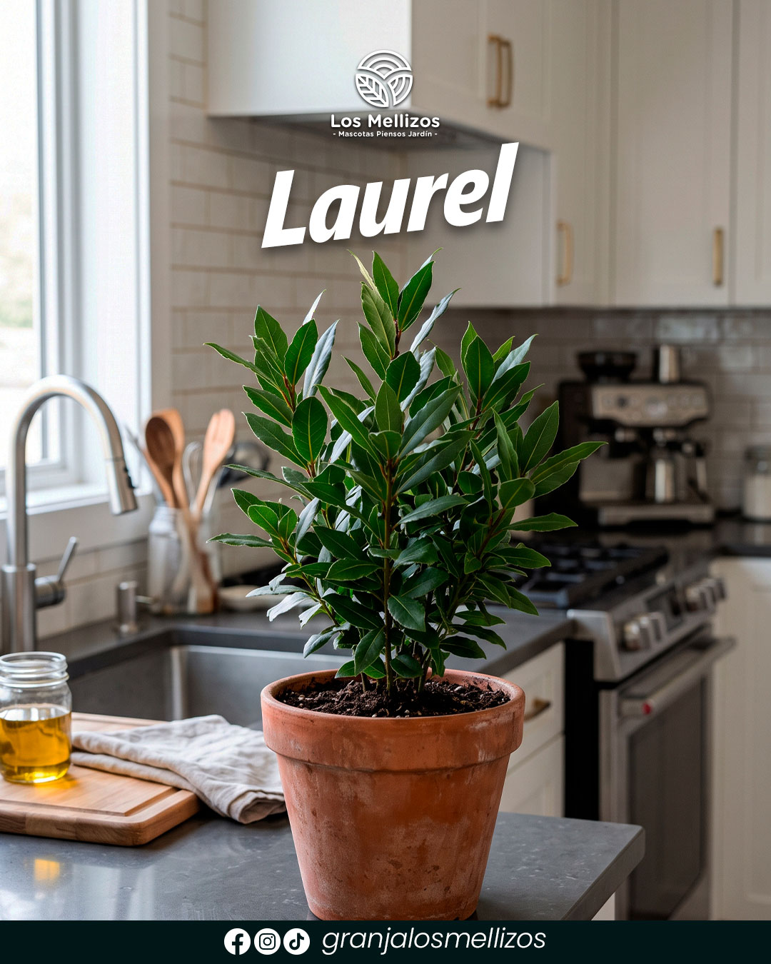 Laurel