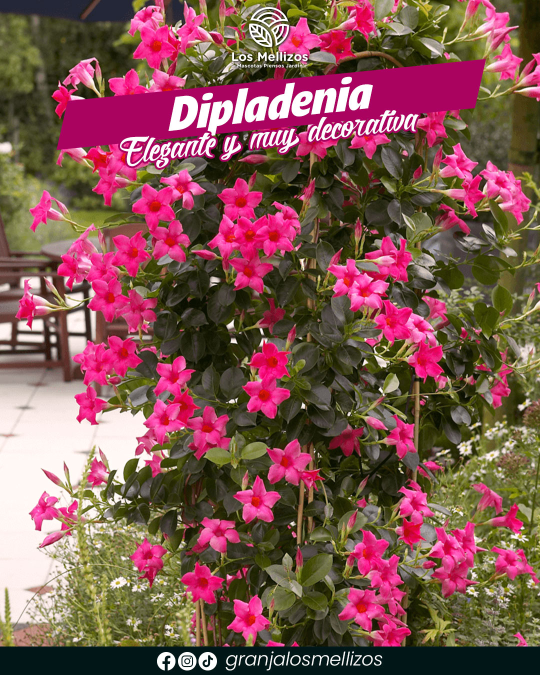 Dipladenia · Elegante y muy decorativa