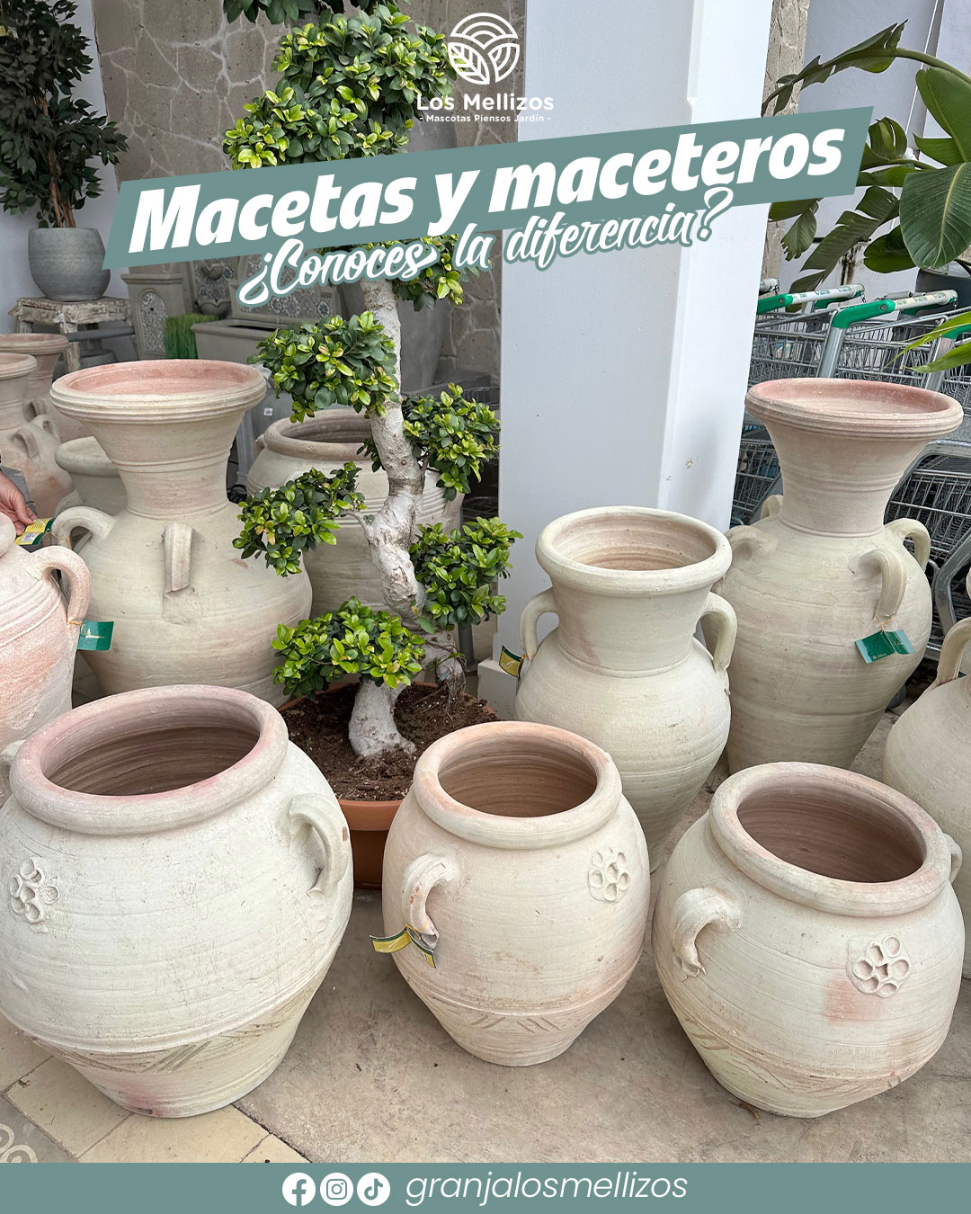 ¿Conoces la diferencia entre maceta y macetero?