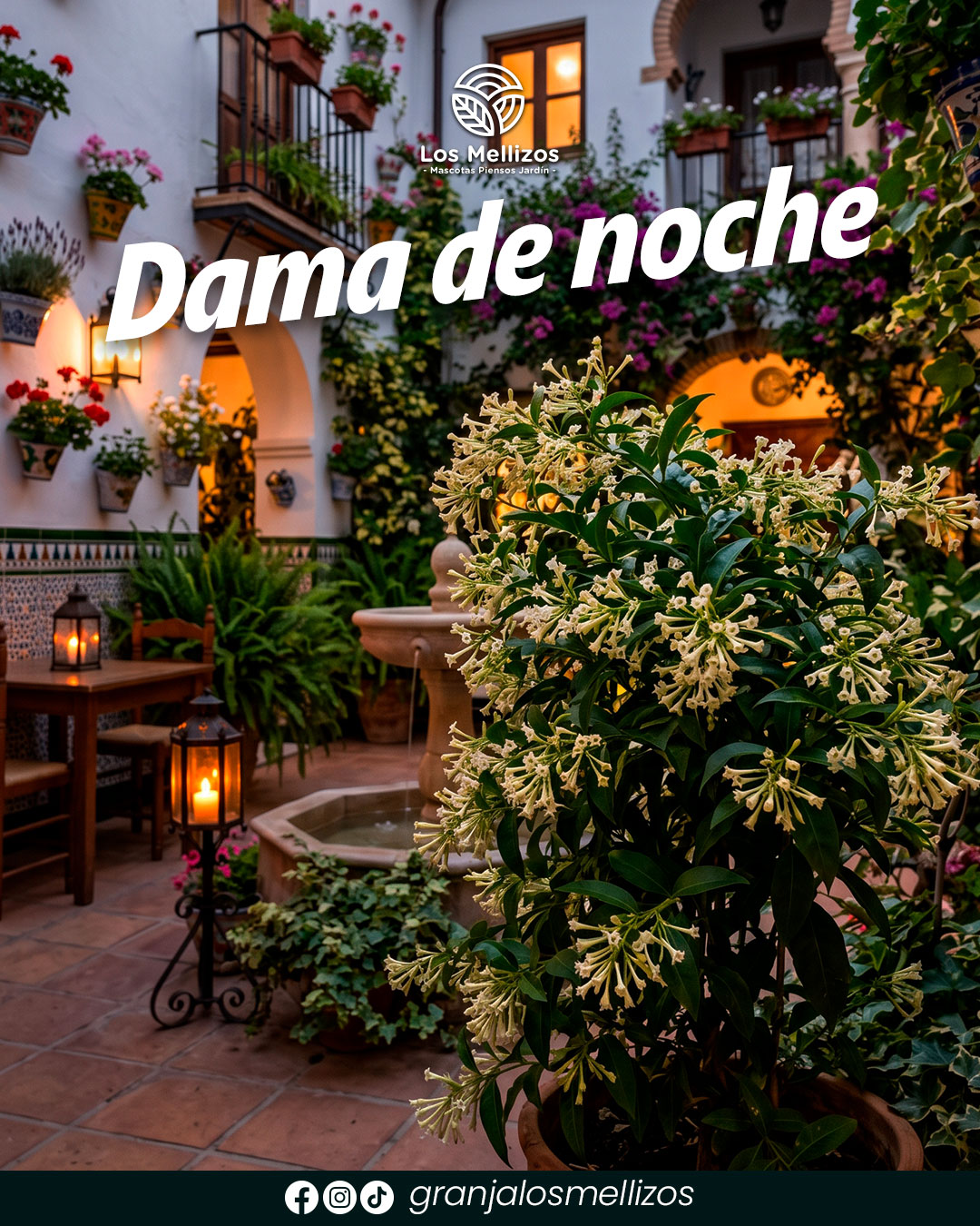 Dama de noche