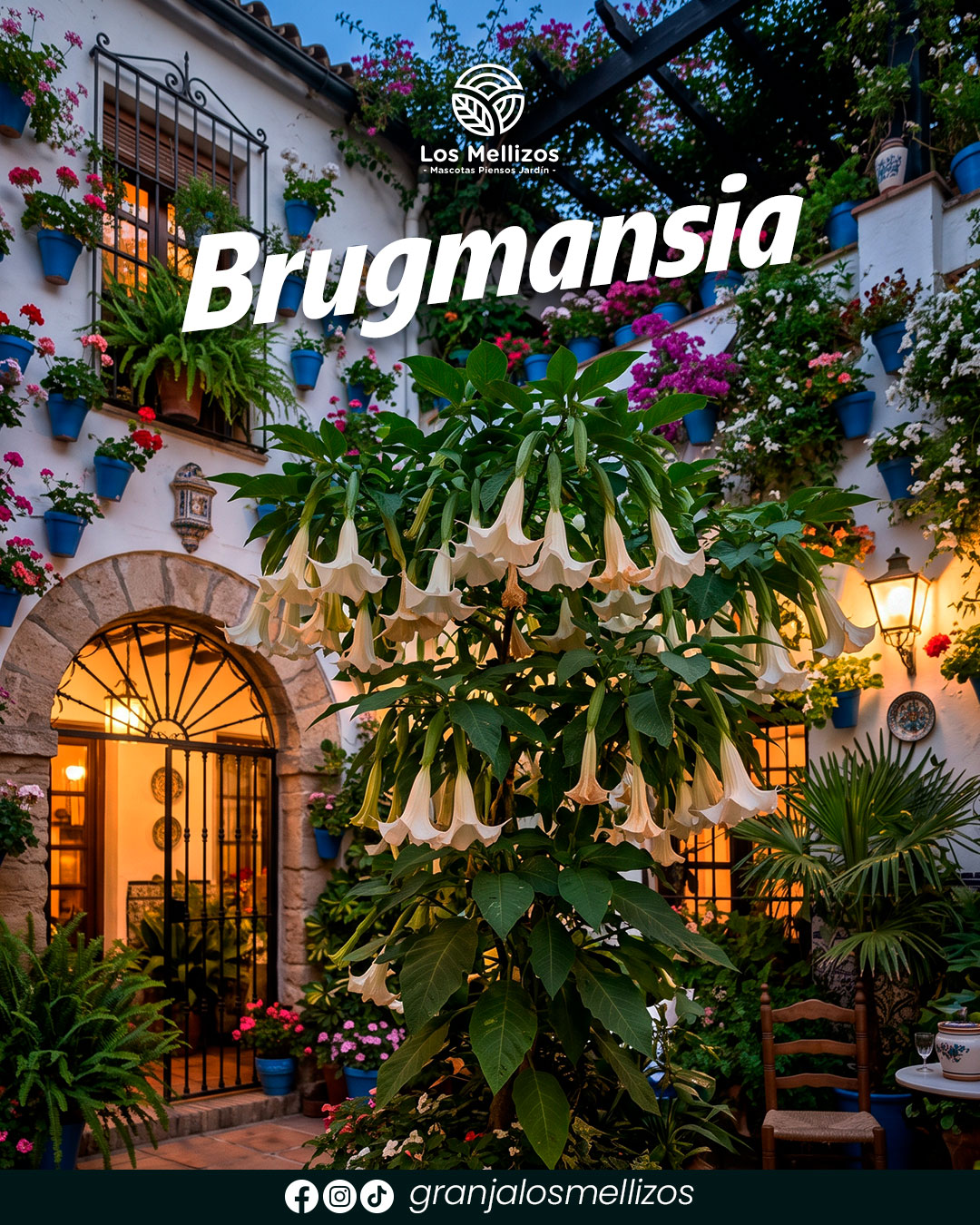 Brugmansia