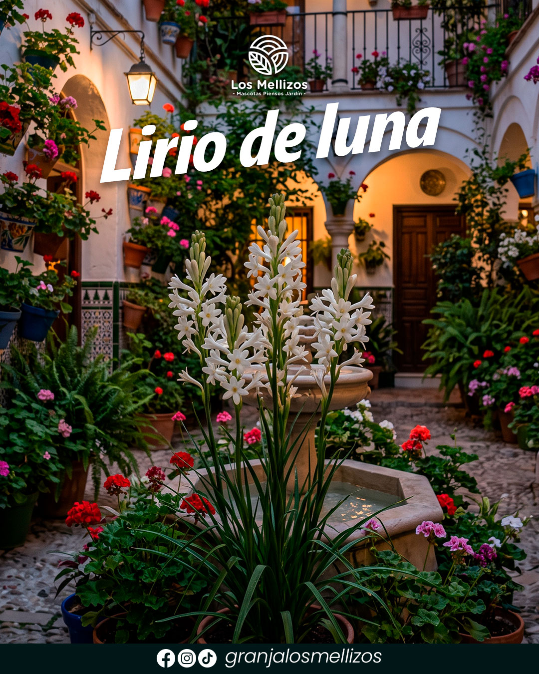 Lirio de noche