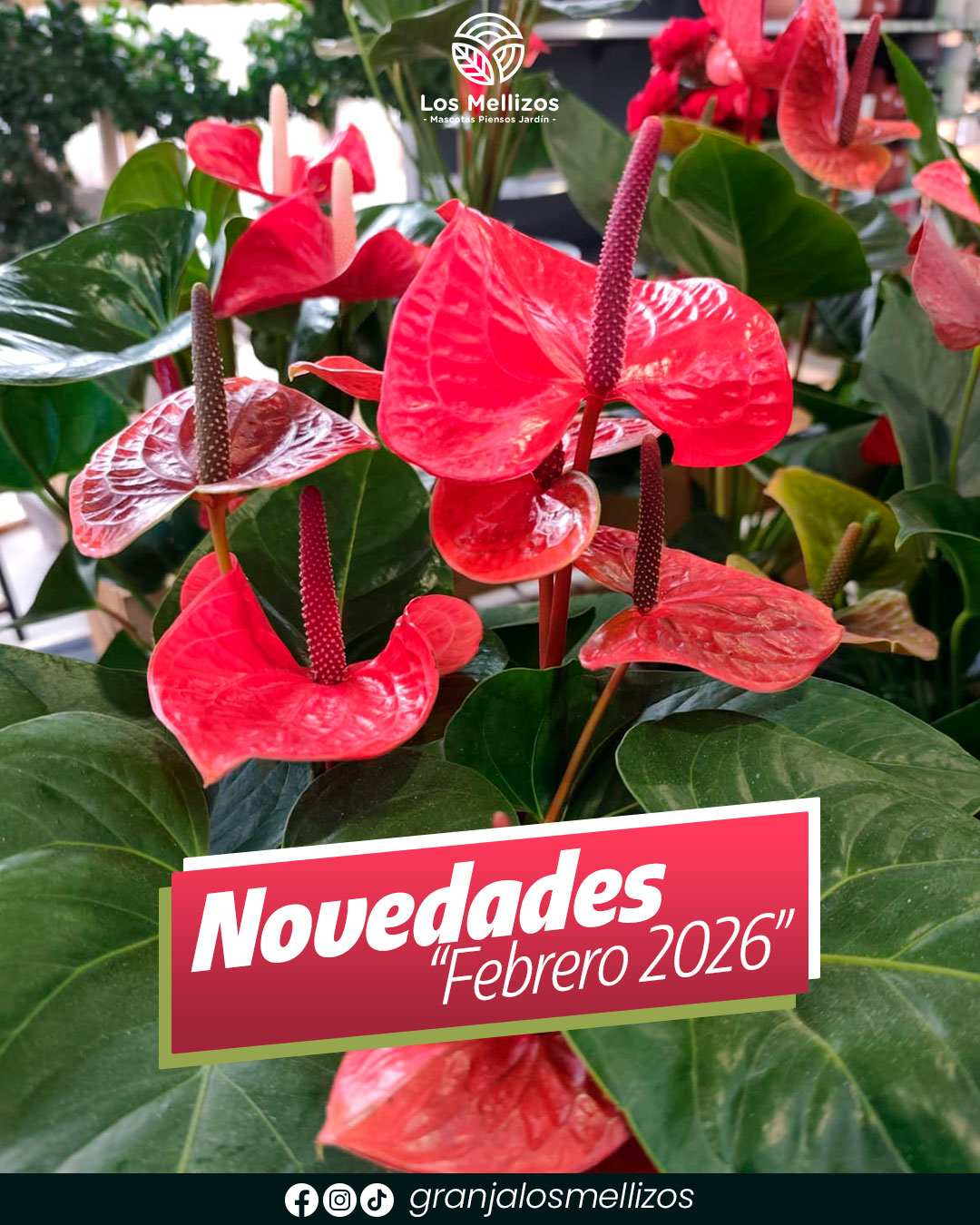 Novedades Febrero 2026