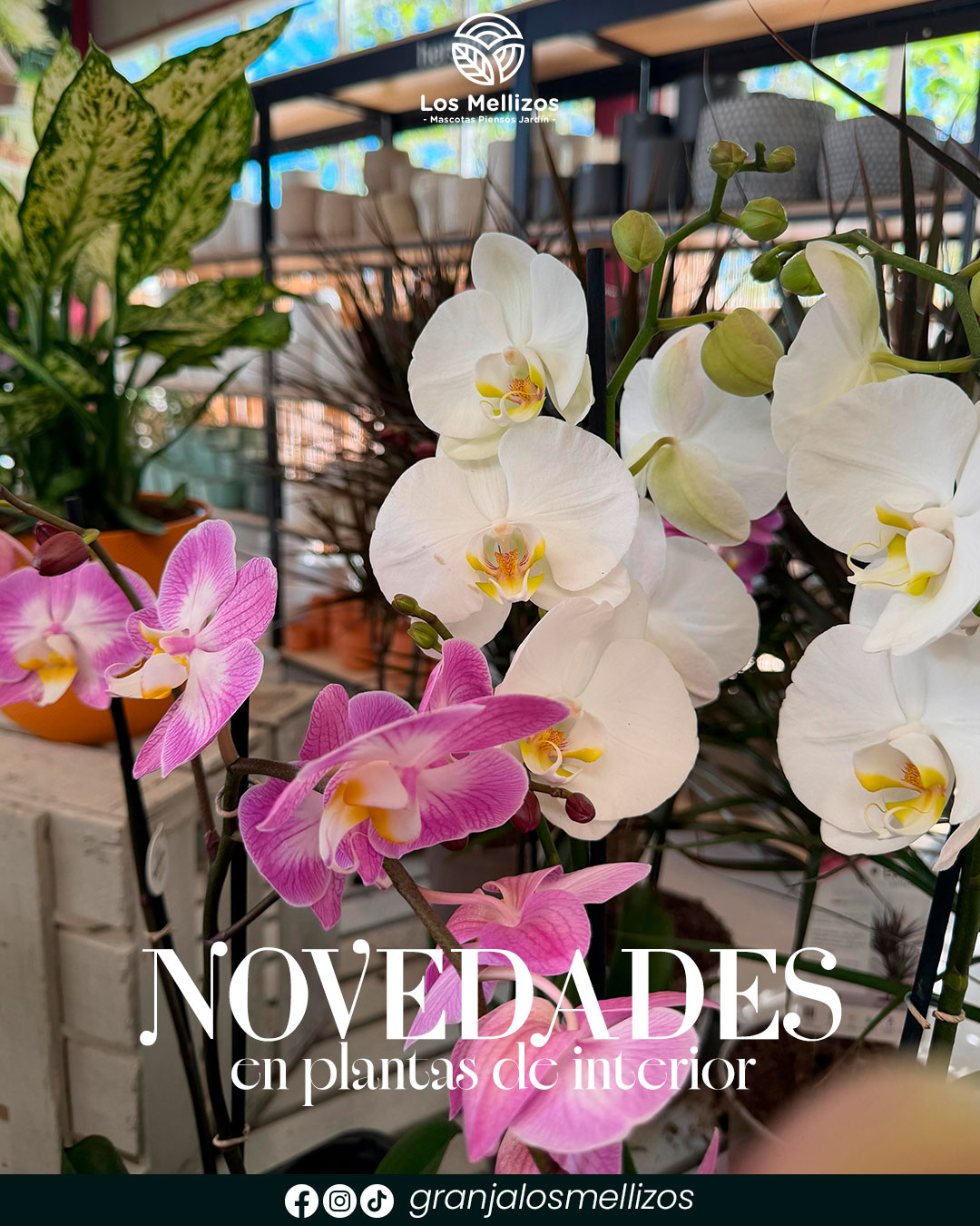 Novedades en plantas de interior