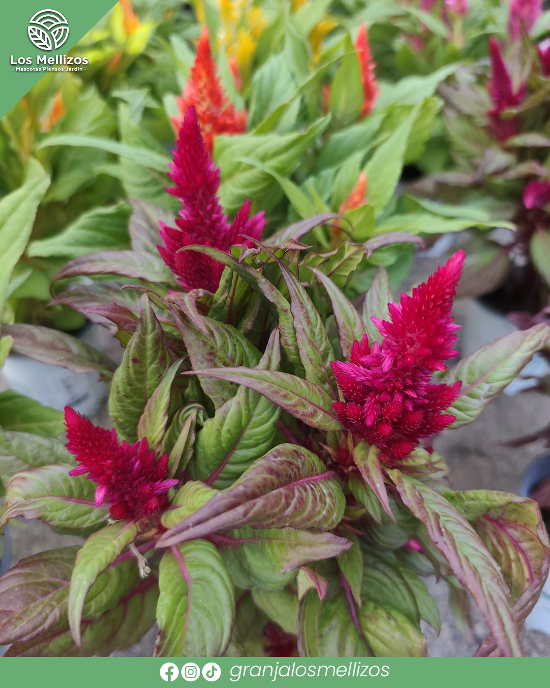 Celosia plumosa (Celosia argentea var. plumosa)