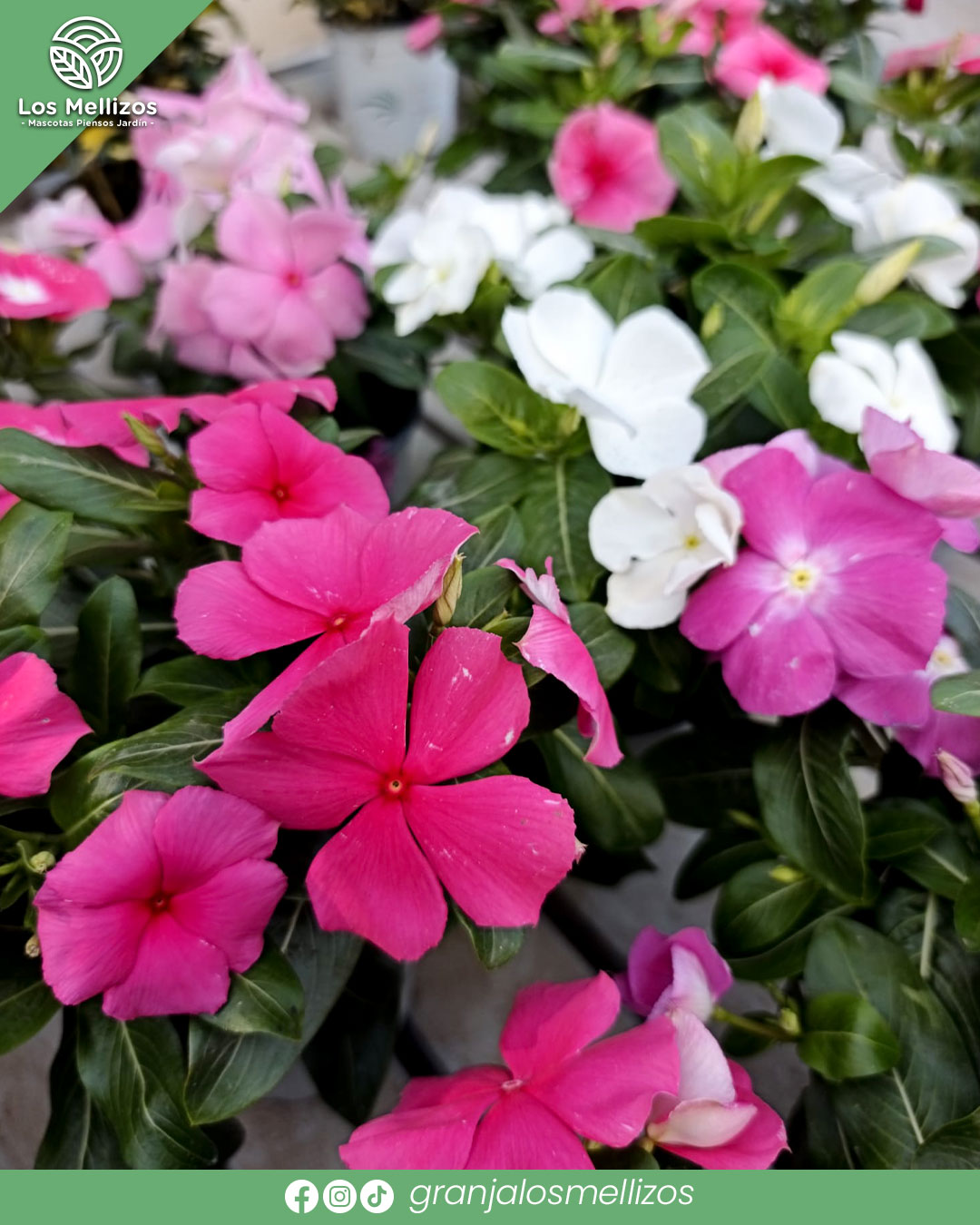Alegría de Madagascar (Catharanthus roseus)