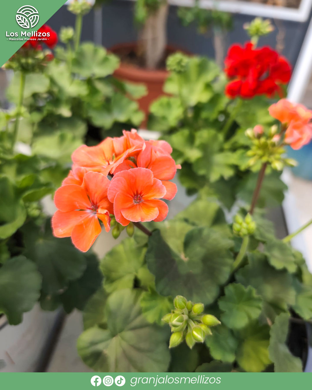 Plantas de temporada llenas de color