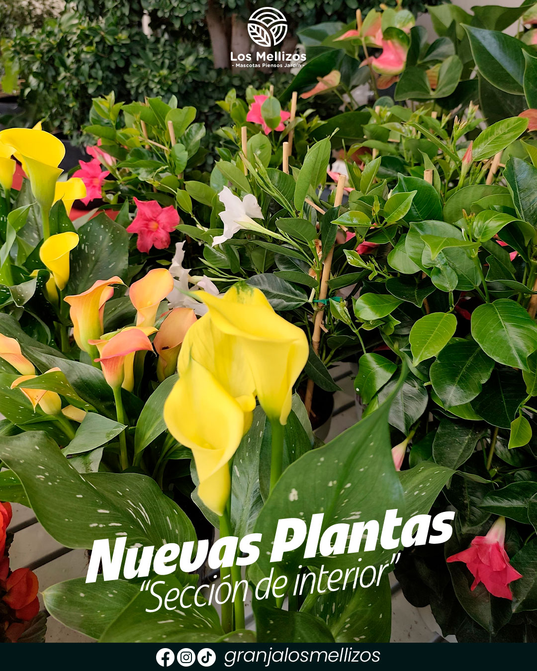 Nuevas plantas sección de interior