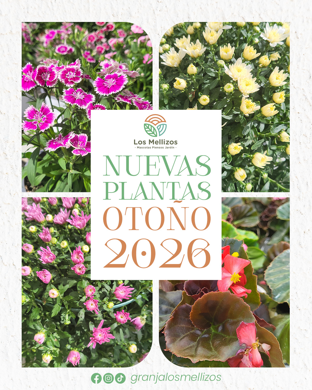Clavelinas, crisantemos y begonias
