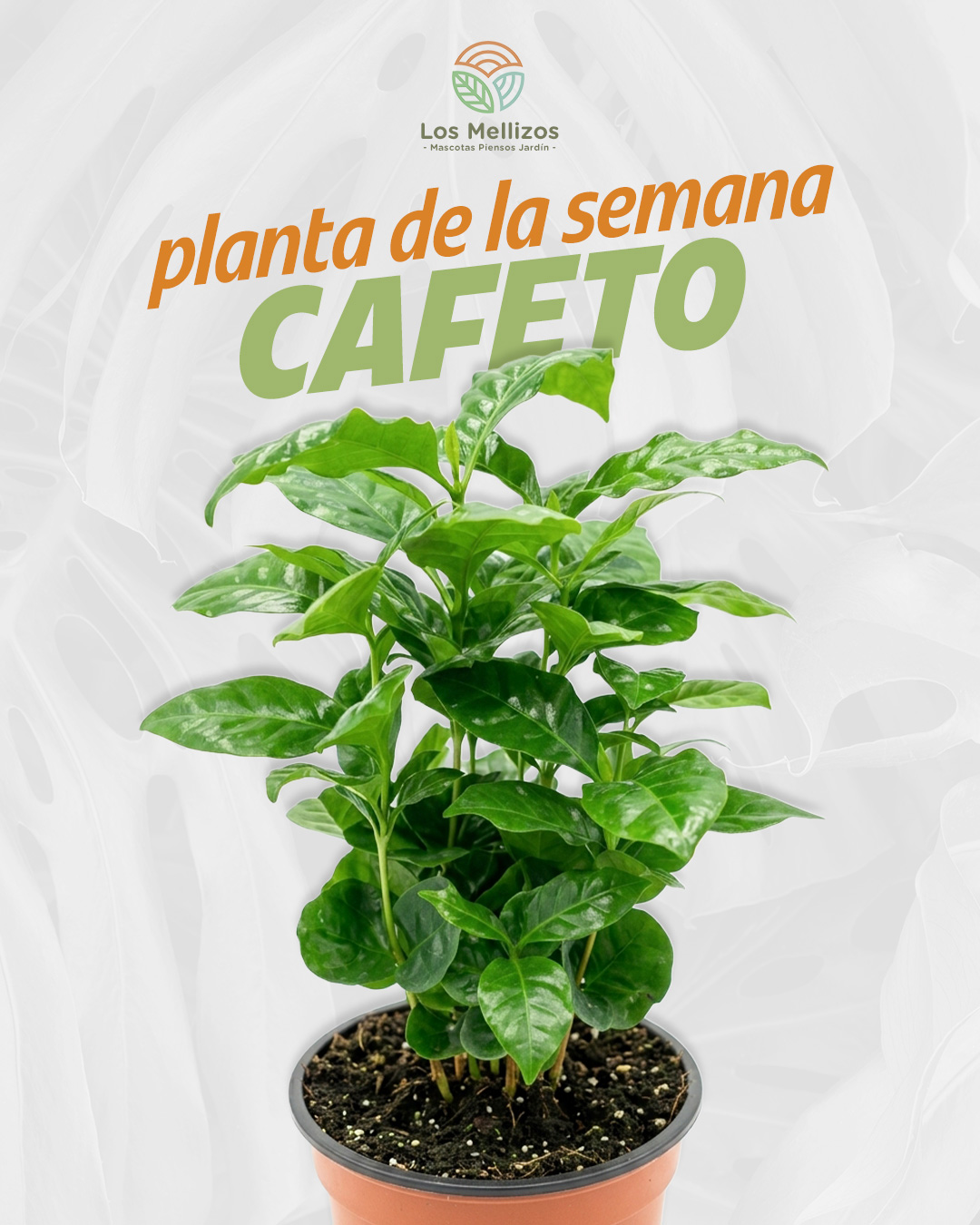 Planta de la semana: Cafeto