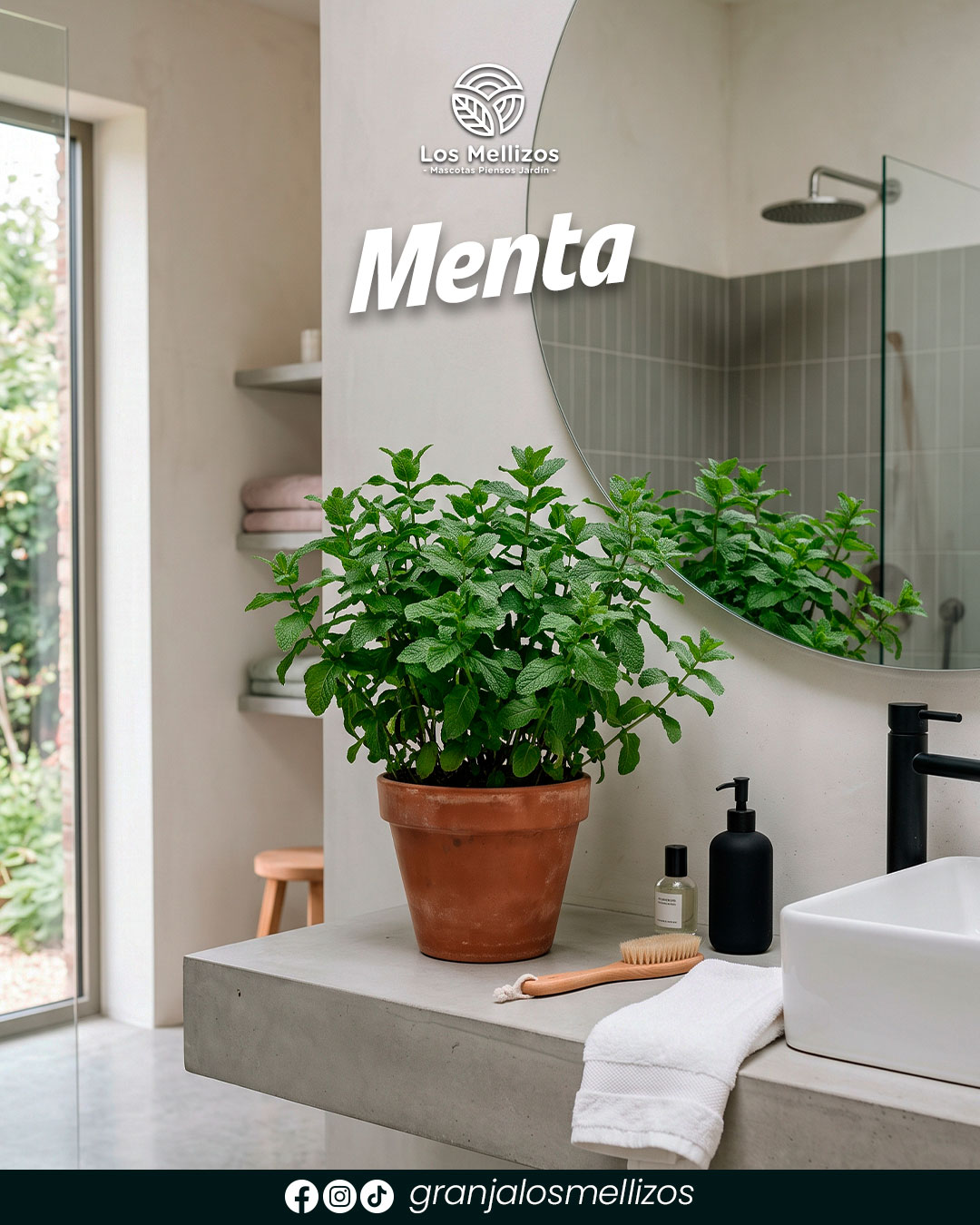 Menta