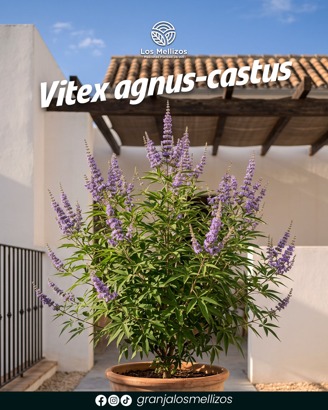 Vitex agnus-castus: