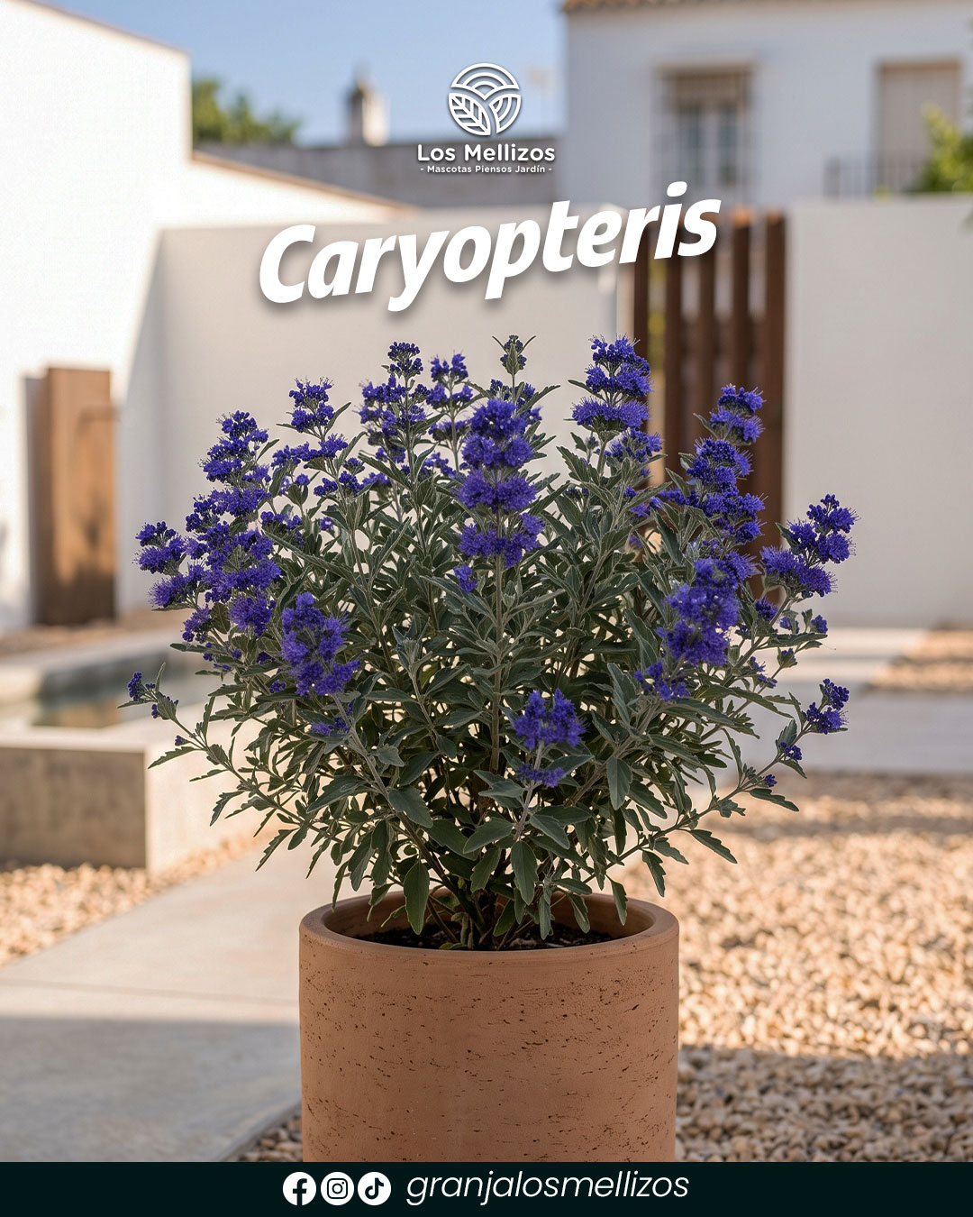 Caryopteris
