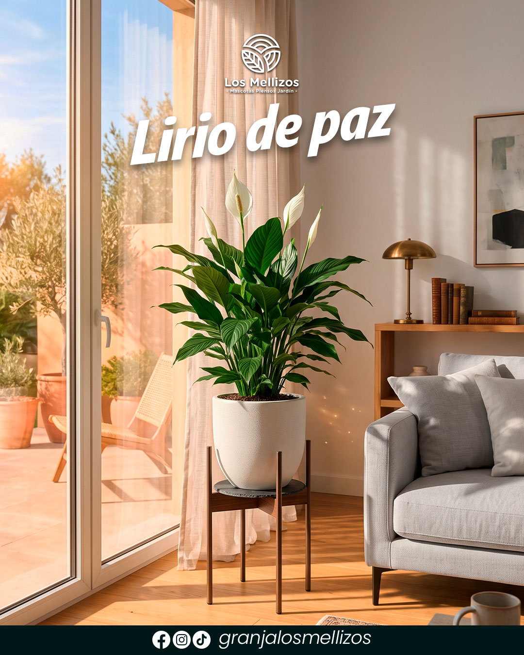 Lirio de paz (Spathiphyllum)
