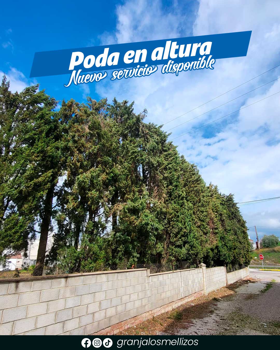 Servicio de poda en altura