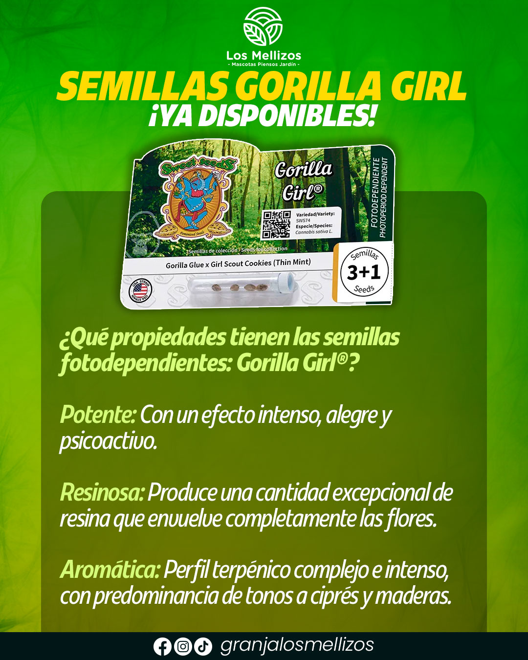 Semillas · Gorilla Girl