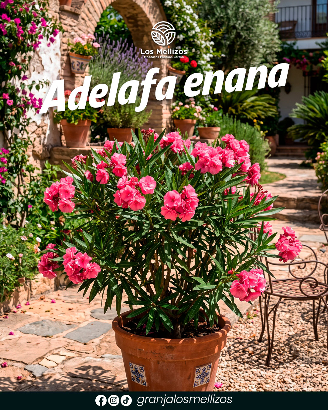 Adelfa enana