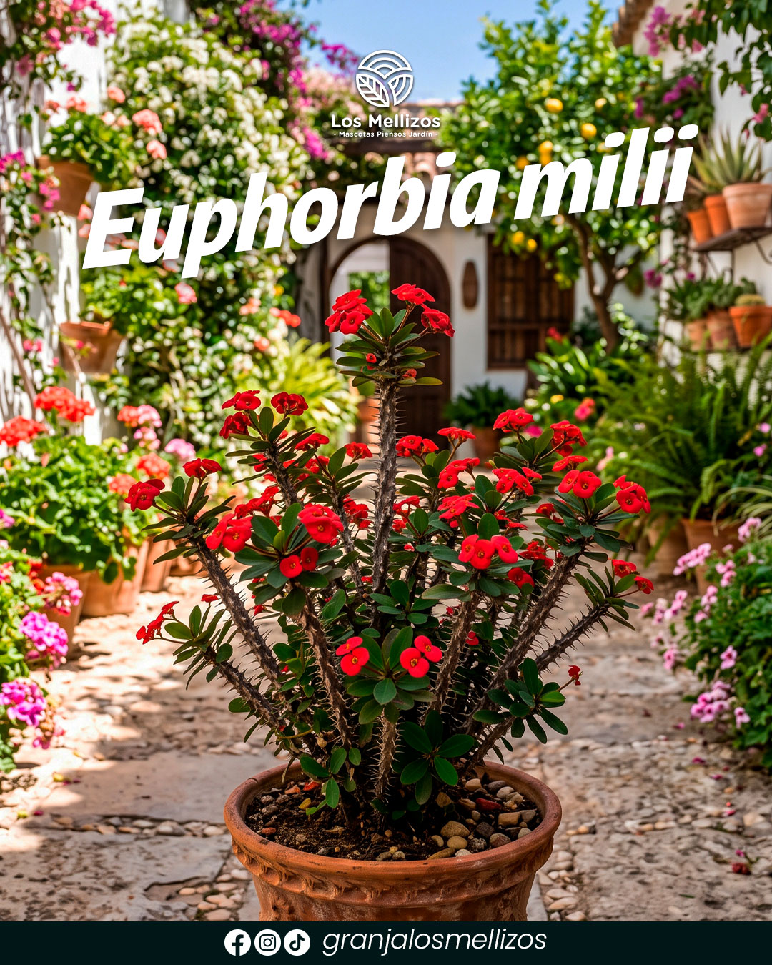 Euphoria milii