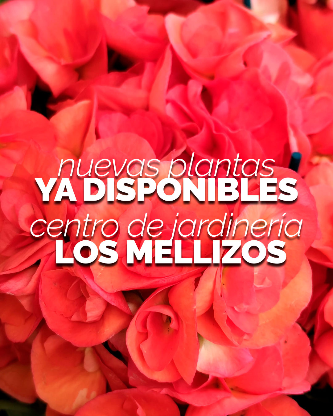 Nuevas plantas · Ya disponibles