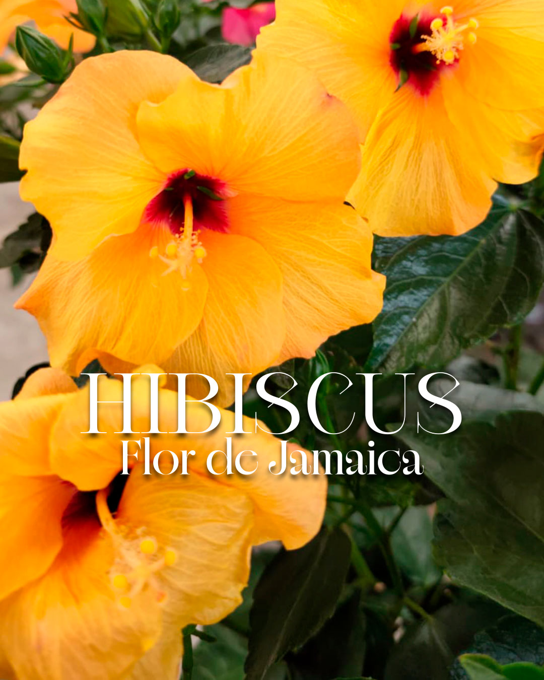 Transforma tu jardín en un paraíso