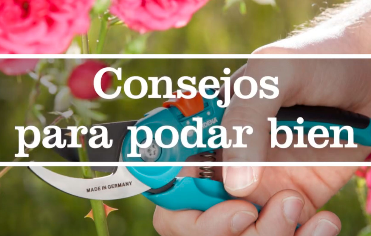 Consejos para podar bien